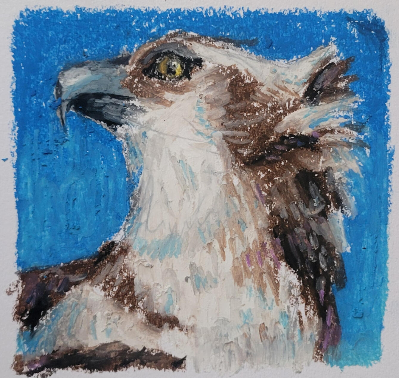 &quot;Falcon&quot; Oil Pastel